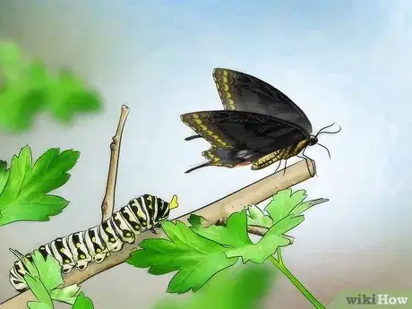 Imagen titulada Take Care of a Caterpillar Until It Turns Into a Butterfly or Moth Step 2