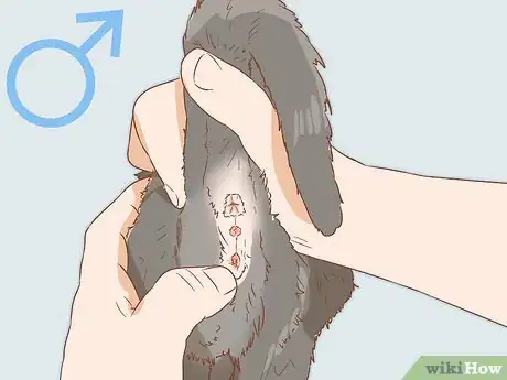 Imagen titulada Determine the Sex of a Cat Step 3