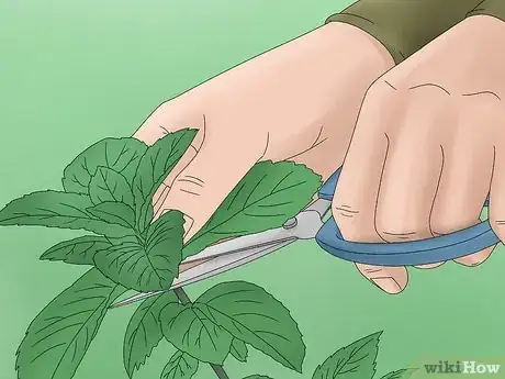 Imagen titulada Grow Lemon Balm Step 9