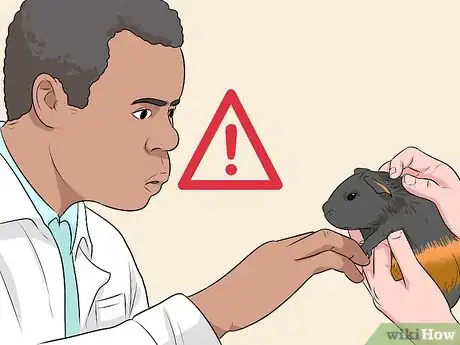 Imagen titulada Care for a Guinea Pig with Pneumonia Step 6