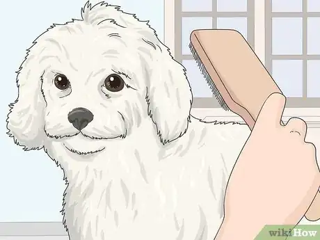 Imagen titulada Groom a Maltipoo Step 1