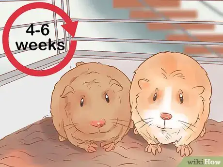 Imagen titulada Neuter Your Guinea Pig Step 23