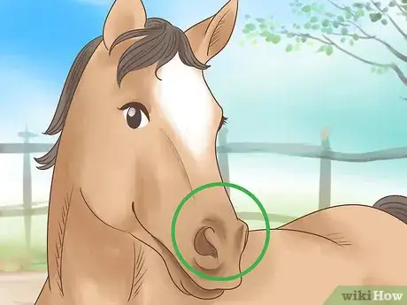 Imagen titulada Tell if a Horse Is Happy Step 1