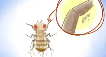 distinguir una mosca de la fruta hembra de una macho