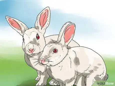 Imagen titulada Care for an Outdoor Rabbit Step 4