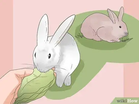 Imagen titulada Feed Your Rabbit the Right Greens Step 5