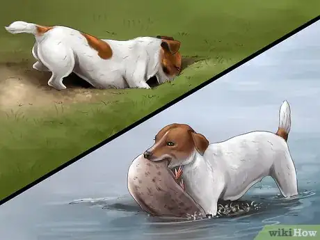 Imagen titulada Live With a Hyper Jack Russell Terrier Step 7