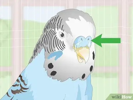 Imagen titulada See if Your Pet Budgie Is Sick Step 11