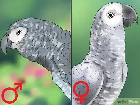 Imagen titulada Determine the Sex of African Grey Parrots Step 2