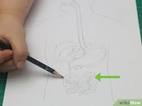 Imagen titulada Draw a Model of the Digestive System Step 12