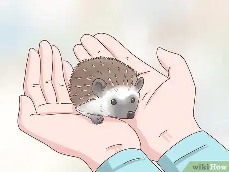 Imagen titulada Take Care of a Hedgehog Step 22
