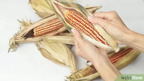 Imagen titulada Dry Corn Cobs Step 9