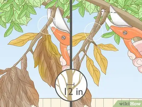 Imagen titulada Grow Pear Trees from Seed Step 23