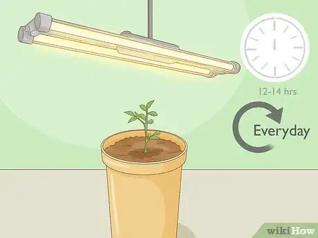 Imagen titulada Grow a Peony in a Pot Step 7