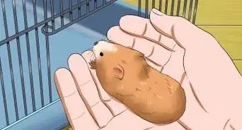 hacer que tu hamster confíe en ti