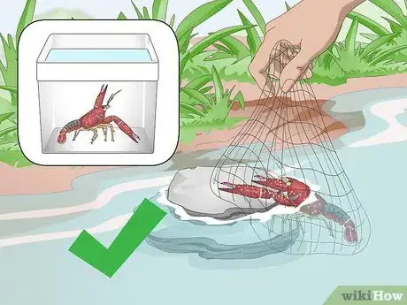 Imagen titulada Take Care of Crayfish Step 1