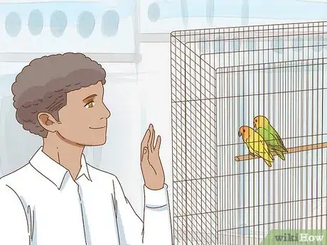 Imagen titulada Keep a Lovebird As a Pet Step 3