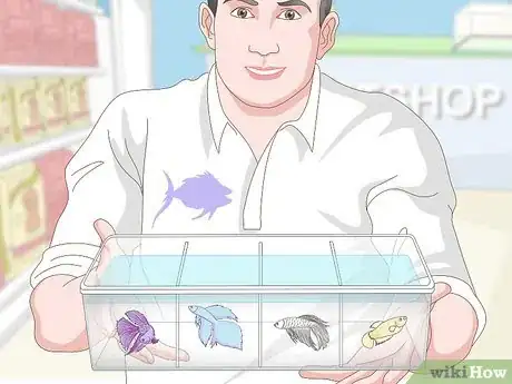 Imagen titulada Selectively Breed Betta Fish Step 1