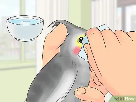 Imagen titulada Treat Conjunctivitis in Cockatiels Step 4