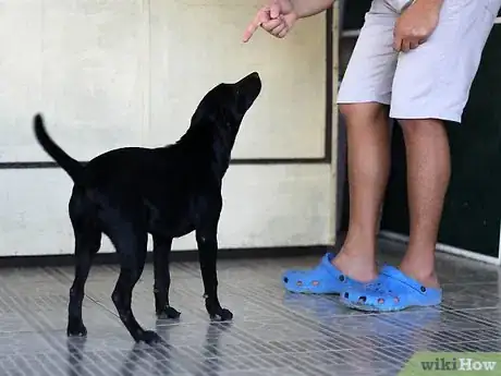 Imagen titulada Tame Your Dog Step 2