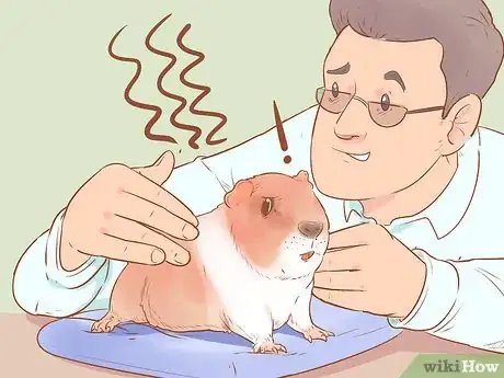 Imagen titulada Understand Guinea Pig Language Step 8