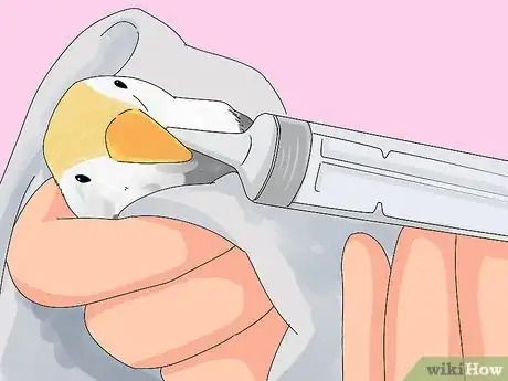 Imagen titulada Treat Diarrhea in Cockatiels Step 6