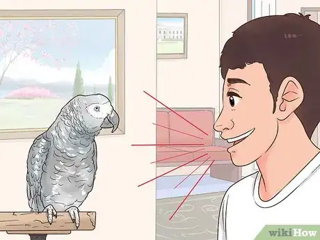 Imagen titulada Encourage an African Grey Parrot to Speak Step 5