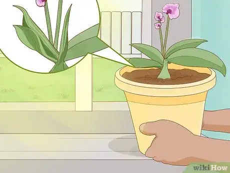 Imagen titulada Revive an Orchid Plant Step 6