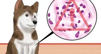 diagnosticar parvovirus en los perros