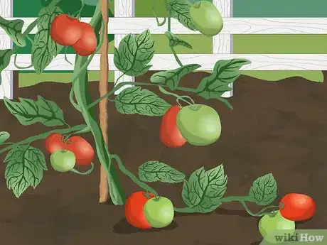 Imagen titulada Tie up Tomatoes Step 1