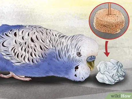 Imagen titulada Play With Your Parakeet Step 1