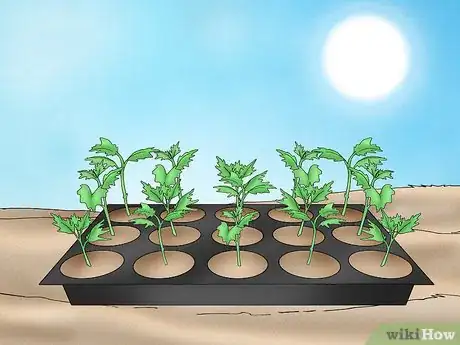 Imagen titulada Root Chrysanthemum Cuttings Step 7