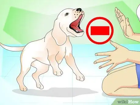 Imagen titulada Get a Thorn out of a Dogs Paw Step 5