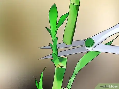 Imagen titulada Care for an Indoor Bamboo Plant Step 9