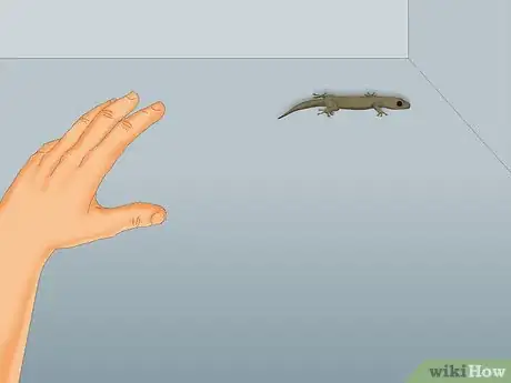 Imagen titulada Catch a Lizard Without Using a Trap Step 2