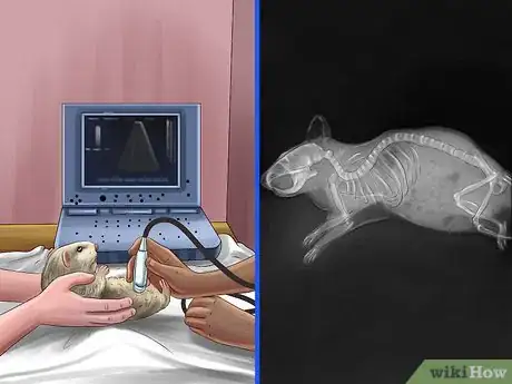 Imagen titulada Diagnose Hamster Respiratory Illnesses Step 14