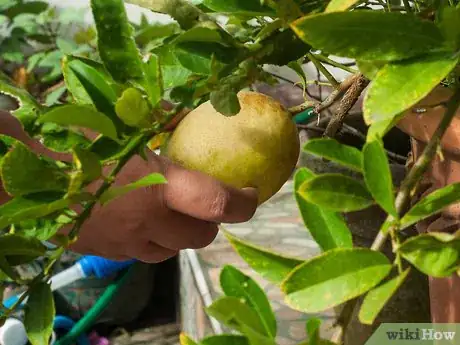 Imagen titulada Ripen Lemons Step 14