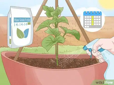 Imagen titulada Grow Cucumbers in Pots Step 19