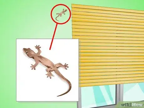 Imagen titulada Catch a Common House Lizard and Keep It As a Pet Step 5