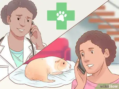 Imagen titulada Diagnose and Treat Urinary Problems in Guinea Pigs Step 9