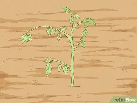 Imagen titulada Determine How Much Water Plants Need Step 12