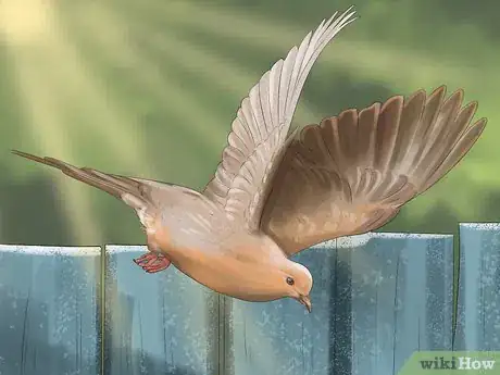 Imagen titulada Identify a Mourning Dove Step 12