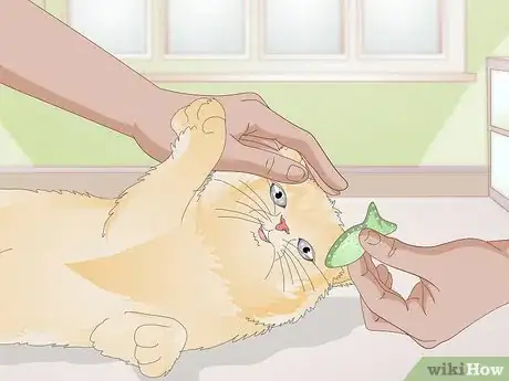 Imagen titulada Use a Spray Bottle on a Cat for Training Step 10