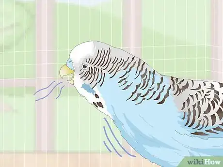 Imagen titulada See if Your Pet Budgie Is Sick Step 12