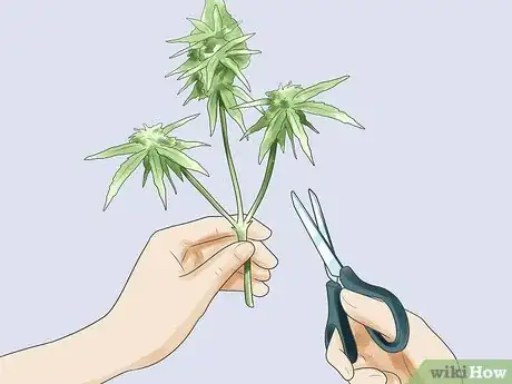 Imagen titulada Grow Marijuana Hydroponically Step 17