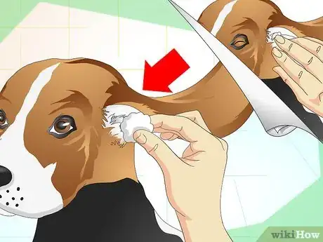 Imagen titulada Heal Ear Infections in Dogs Step 15