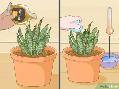 Imagen titulada Care for a Sansevieria or Snake Plant Step 13