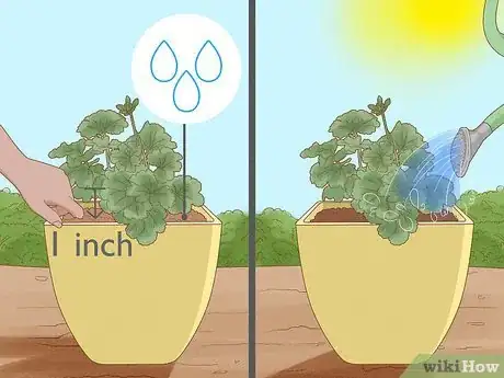 Imagen titulada Grow Geraniums in Pots Step 16