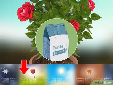 Imagen titulada Fertilize Roses Step 11