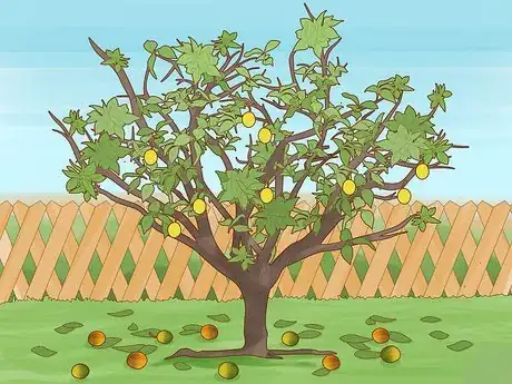 Imagen titulada Identify Lemon Tree Diseases Step 8